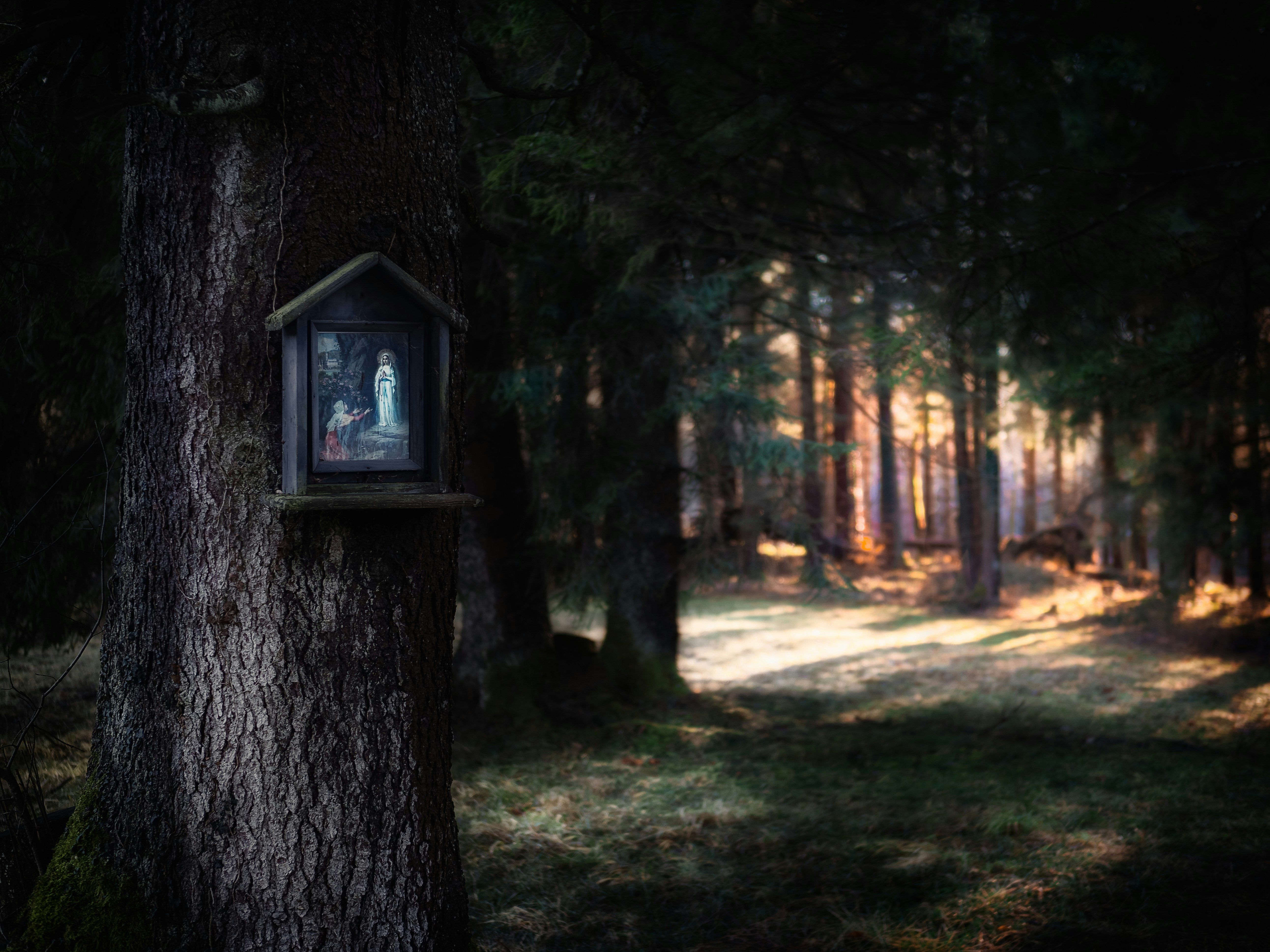 brown wooden nestbox on tree